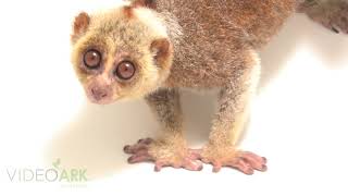 A Bengal slow loris Nycticebus bengalensis at ACCB [upl. by Adnalohs]