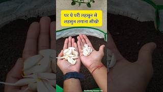 Easy way to grow garlic in pots and Containers  lahsun kaise lagate hain [upl. by Eanil]