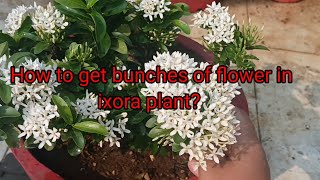 How to grow and care Ixora plant terracegardeningforbeginners ixoraplant beautifulflower care [upl. by Holland]