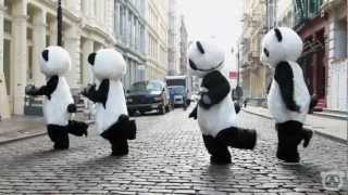 Dancing Panda Bears [upl. by Gnirps83]