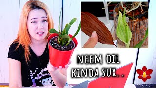 Did Neem Oil just kill my Orchid QampA September 2024 [upl. by Anitsyrhc]