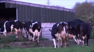 bringing the cows in for morning milking 6am [upl. by Denna27]