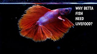 WHY BETTA FISH NEED LIVEFOOD [upl. by Akeihsal]