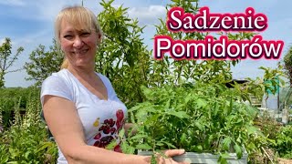 Czego Nie Wkładać Pod Pomidora Sadzenie [upl. by Dwaine250]