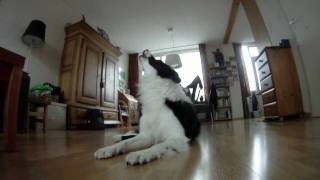 Border collie howling at baby commercial [upl. by Faythe]