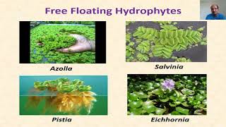 Hydrophytes  Concept and Types [upl. by Hanikehs]