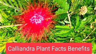 Calliandra Flower Plant Shrub Facts Benefits [upl. by Yordan]