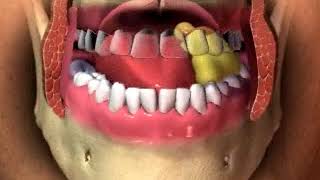 Mastication chewing animation [upl. by Dace]