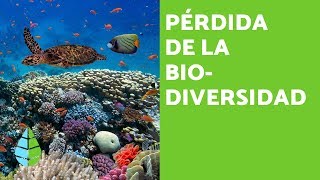 PÉRDIDA de la BIODIVERSIDAD CAUSAS y CONSECUENCIAS [upl. by Jarita]