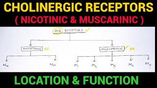 Autonomic Pharmacology  3  Cholinergic Receptors  EOMS [upl. by Kelsy]