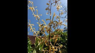 Re bloom Arachnis flosaeris  scorpion orchid  How to care for Arachnis [upl. by Nemraciram]