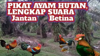 SUARA AYAM HUTAN BERTINA YANG BAYAK DI CARI PEMBURU [upl. by Montano524]