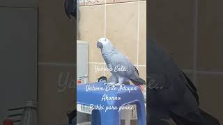 godismy yahovaenteidayan psalms23 africangreylover parrot greyparrots [upl. by Arola]