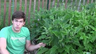 How to Grow Eggplants  Complete Growing Guide [upl. by Amsab]