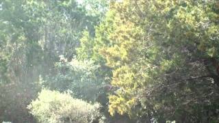 Mountain Cedar Tree Exploding With Pollen [upl. by Diraf]