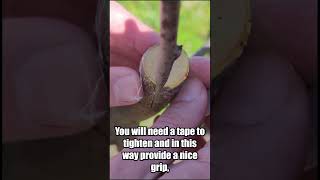 How to graft plum [upl. by Leschen]