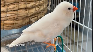 Zebra finch singing beautiful song [upl. by Rodmun360]