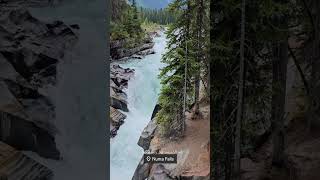 Numa Falls Kootenay National Park🇨🇦 kootenaynationalpark numafalls britishcolumbia waterfall [upl. by Tindall]