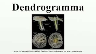 Dendrogramma [upl. by Tegdirb]