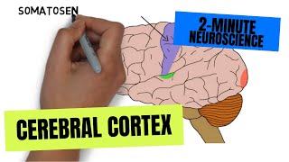 2Minute Neuroscience Cerebral Cortex [upl. by Enyrat639]