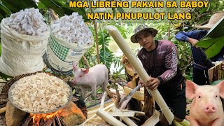 PANGUNGUHA NG LIBRENG PAGKAIN NG BABOY NAGKALAT LANG PUNO NG SAGING NA SABA [upl. by Billat]