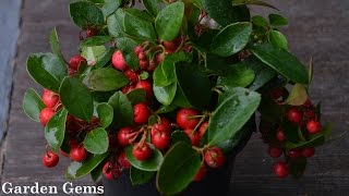 Gaultheria procumbens Wintergreen [upl. by Orpheus]