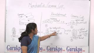 Marchantia by Dr Ruby Singh Biyani Girls College Jaipur Rajasthan 2014 [upl. by Mccallum]