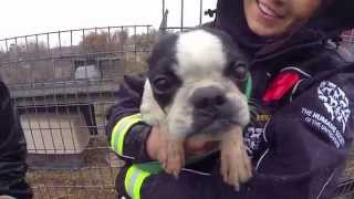 100 Animals Rescued from Puppy Mill and Cruelty Situation [upl. by Jenkins]