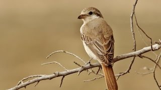 Isabelline shrike  Lanius isabellinus  Ξανθοκεφαλάς  Cyprus [upl. by Yelrac458]