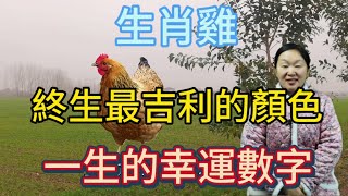 生肖屬相雞！屬雞人終身最吉利的顏色！生肖屬雞人一生的幸運數字！本期視頻講述生肖雞！生肖 風水 財運 佛教 [upl. by Nnylarak]