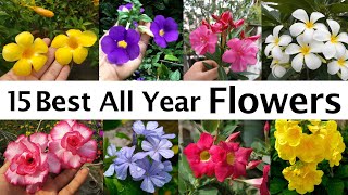 All Year Flowering Plants  All season flowers  Best Flower Plants for Summer সারা বছর ফুল । [upl. by Lihp]