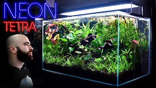 Building the Perfect Neon Tetra Jungle Aquarium w biotopia [upl. by Lohner]