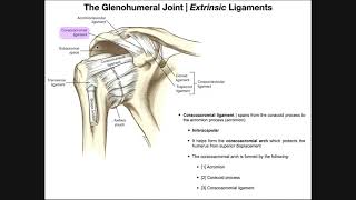 Anatomy and Functions of the Glenohumeral Joint Part 2 [upl. by Orhtej991]