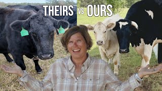 The Neighbors Cows’ Reactions vs Our Cows [upl. by Xad643]