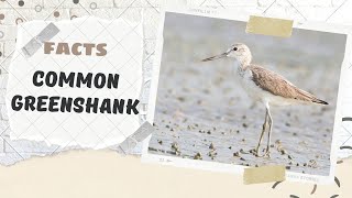 Common Greenshank facts 🦆 Calling Sound 🎼 [upl. by Leihcey]