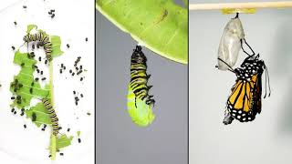 Monarch Butterfly Life Cycle Time lapsek [upl. by Lenoyl]