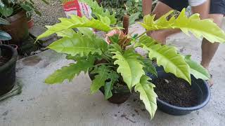 repotting my beautiful Philodendron Golden Serratum [upl. by Thordia]