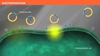 The Mechanism of Transformation with Competent Cells [upl. by Nirrat]