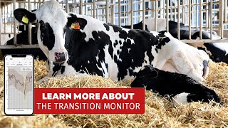 CowManager Transition Monitor  Make the Transition Period Manageable [upl. by Ecinreb]