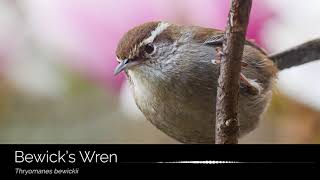 The song of the Bewicks Wren Thryomanes bewickii [upl. by Sweyn]