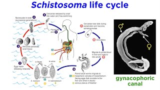 Phylum Platyhelminthes Part 3 Parasitic Trematodes and Monogeneans [upl. by Agamemnon]