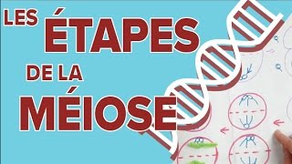 Étapes de la Méiose  2  SVT Terminale S  Mathrix [upl. by Dedie]