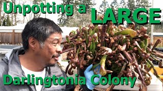 Unpotting a LARGE Darlingtonia Colony [upl. by Clifton658]