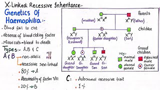 Genetics of haemophilia  X Linked recessive inheritence  class 12 [upl. by Skvorak]