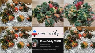 UNBOXING VARIEGATED GYMNO FROM CORE CRISTY VLOG🥰 [upl. by Levina740]