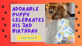 OUR ADORABLE PUPPY CELEBRATES HIS 3RD BIRTHDAY 😂 [upl. by Ridan]