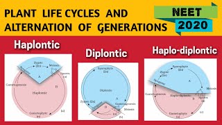 Alternation of generation in Plants NEET 2020  Haplontic Diplontic amp Haplo Diplontic Life Cycle [upl. by Raamaj]