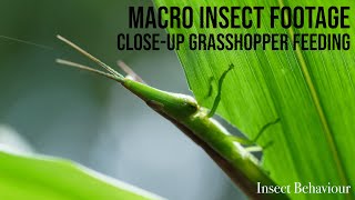 Macro footage of a grasshopper feeding on a leaf  Insect Behaviour [upl. by Treve]