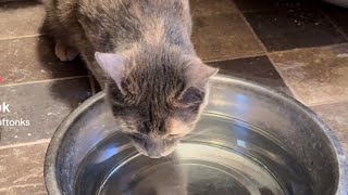 How Cats with Mild Cerebellar Hypoplasia Drink Water [upl. by Wagner]