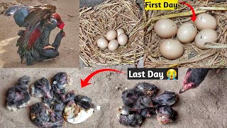 Place the Thailand hen eggs under the aseel hen  Out of 5 eggs 5 chicks hatched [upl. by Koren156]